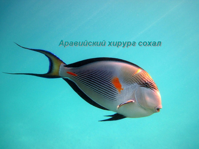 Что эффективно от варикоза